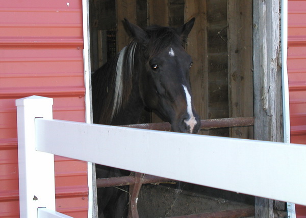 Photo 5 from COALITION FOR ANIMAL RESCUE AND EDUCATION